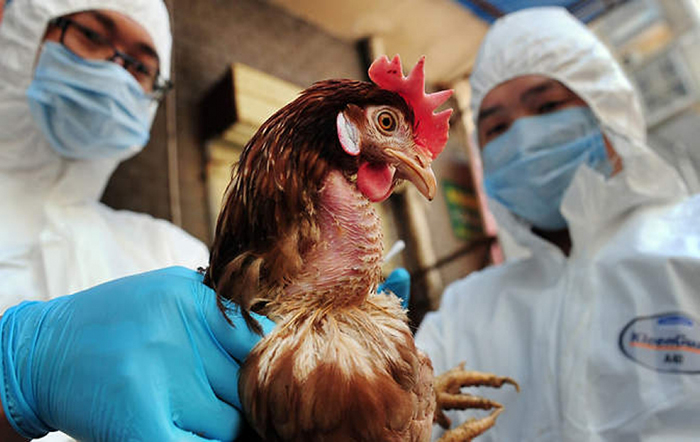 Россиянам снова угрожает грипп H5N8